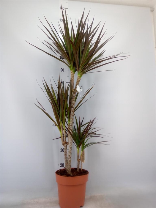 <h4>Dracaena marg. 'Magenta'</h4>