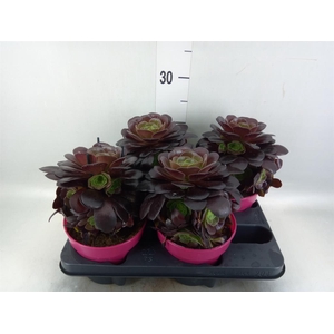 Aeonium arboreum 'Velours'