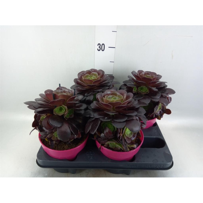 <h4>Aeonium arboreum 'Velours'</h4>