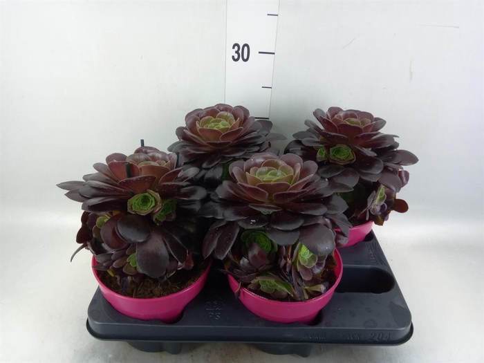 <h4>Aeonium arboreum 'Velours'</h4>