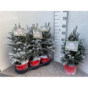 PICEA GL SUPER GREEN