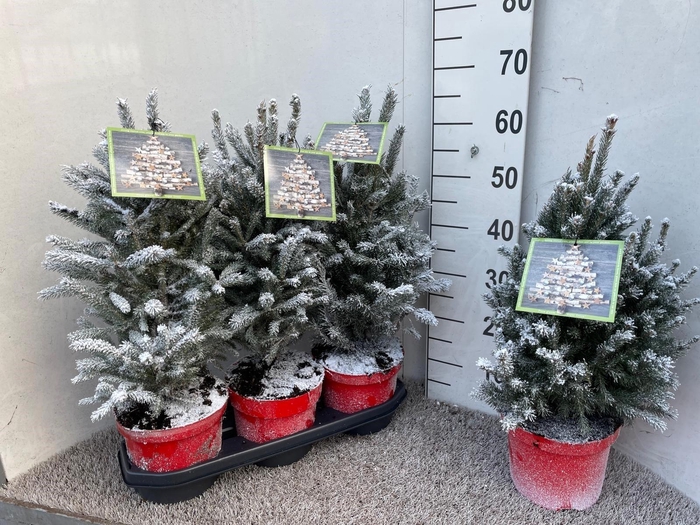 <h4>Picea Gl Super Green</h4>