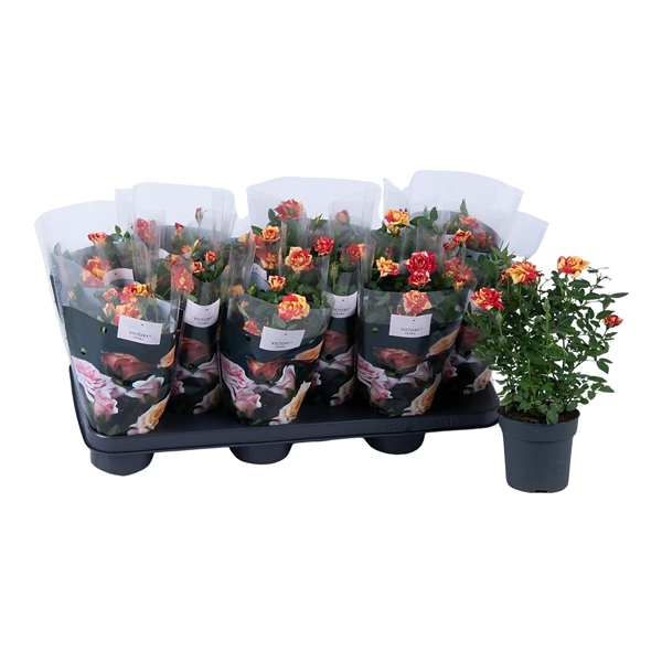 <h4>Nolina Roses Ø 10,5 cm. Liss</h4>