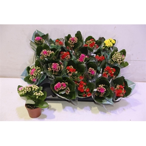 Kalan B Ge R Gem 4kl