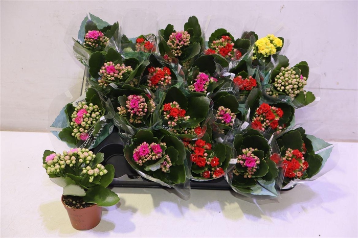 <h4>Kalan B Ge R Gem 4kl</h4>