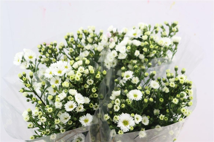 <h4>Aster U Monte Cassino</h4>