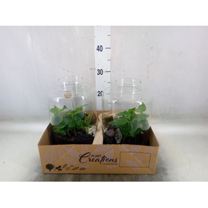 Arr.   Kamerplant Groen H%