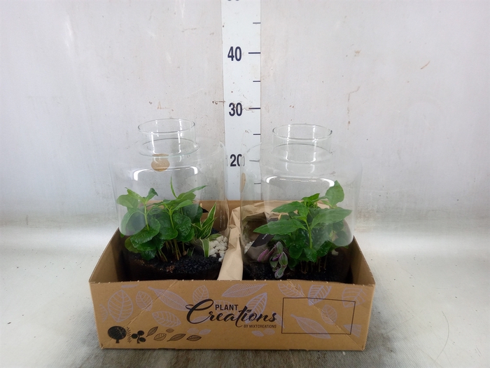 <h4>Arr.   Kamerplant Groen H%</h4>