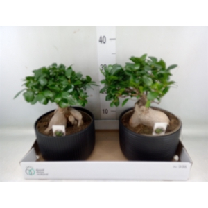 Ficus microcarpa 'Ginseng'