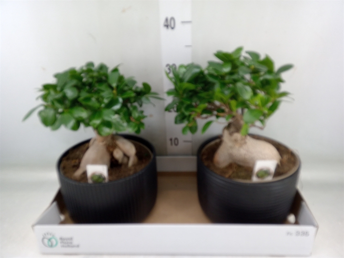 <h4>Ficus microcarpa 'Ginseng'</h4>