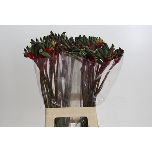 Anigozanthos Royal Cheer