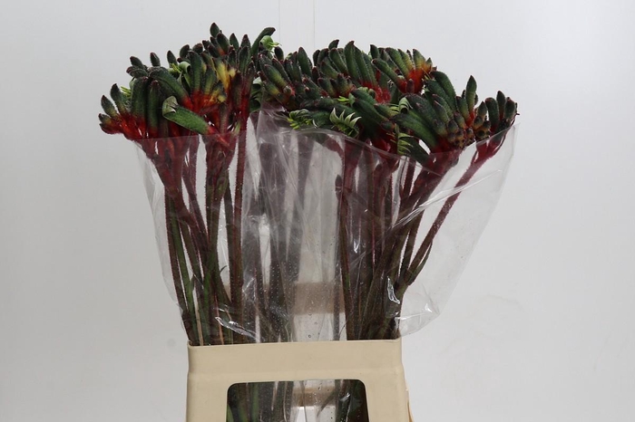 <h4>Anigozanthos Royal Cheer</h4>