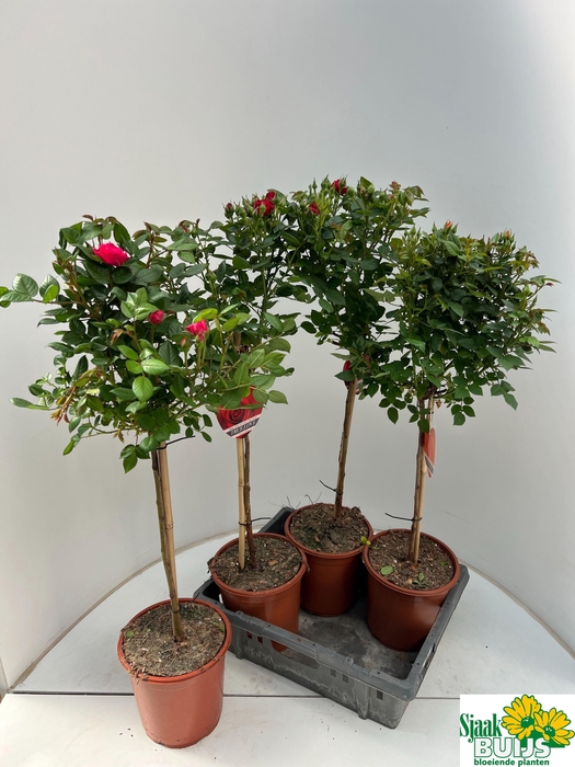 <h4>Rosa St Mixfust</h4>