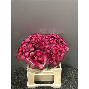 Ran Eleg Ex Hot Pink