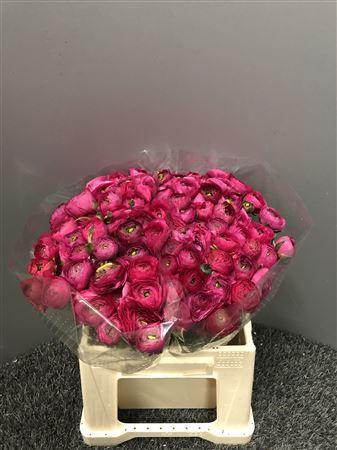 <h4>Ran Eleg Ex Hot Pink</h4>