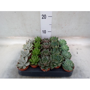 Echeveria   ...mix
