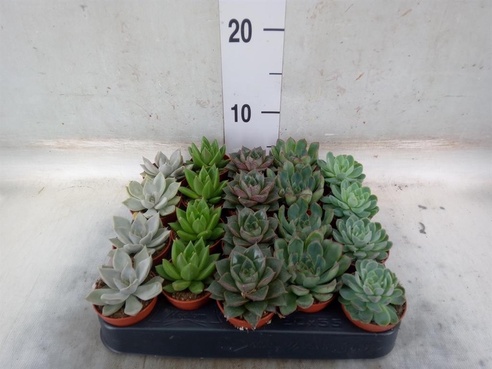 <h4>Echeveria ...mix</h4>