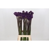 Allium Purple Sensation