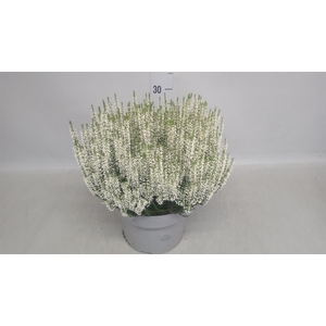 Calluna vulg. 'Beauty L Vera'
