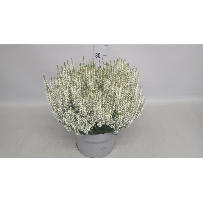 <h4>Calluna vulg. 'Beauty L Vera'</h4>