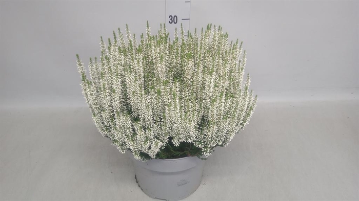 Calluna vulg. 'Beauty L Vera'