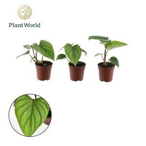 Philodendron Mamei 7 cm