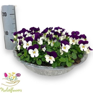 VIO CO EM WHI PU JUP