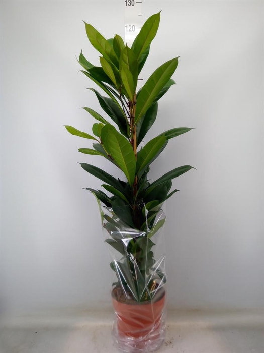 <h4>Ficus cyathistipula</h4>