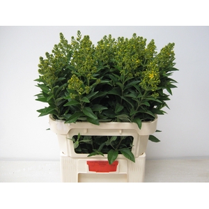 Lysim Vulgaris