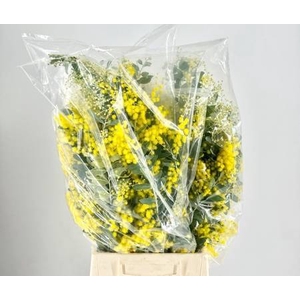 Mimosa Denis Boden Flowering Bag