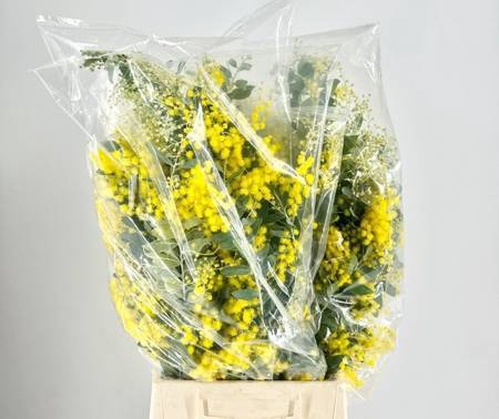 Mimosa Denis Boden Flowering Bag