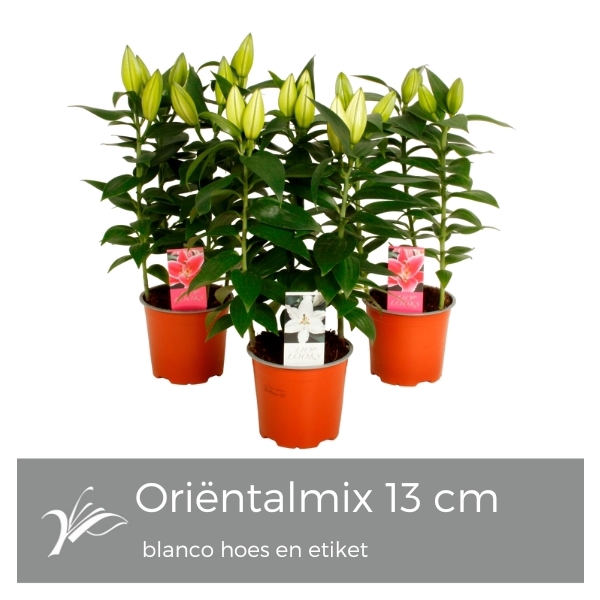 <h4>Lilium oriëntal mix 13 cm blanco hoes+etiket (or. lelie)</h4>