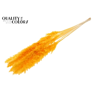 Fluffy Pampas 10pc/bunch Bleached Apricot