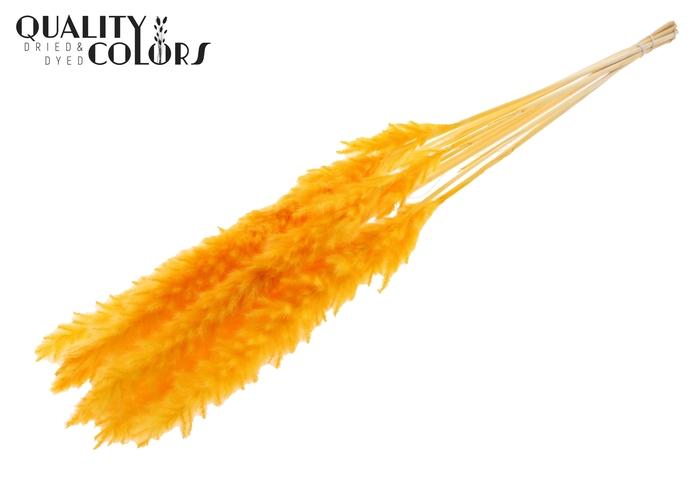 <h4>Fluffy Pampas 10pc/bunch Bleached Apricot</h4>