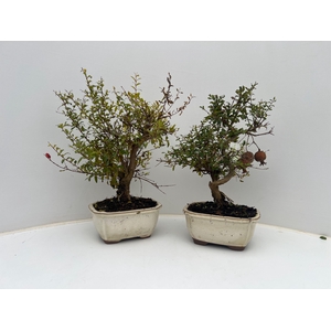 Punica granatum, 16cm.