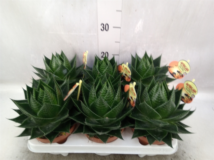 <h4>Aloe aristata 'Cosmo'</h4>