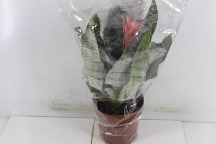 <h4>AECHMEA FASCIATA P17</h4>