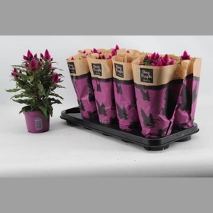 CEL DEEP PURPLE