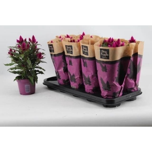 CEL DEEP PURPLE