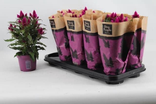CEL DEEP PURPLE