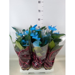 Anthurium andr. 'Cocos'