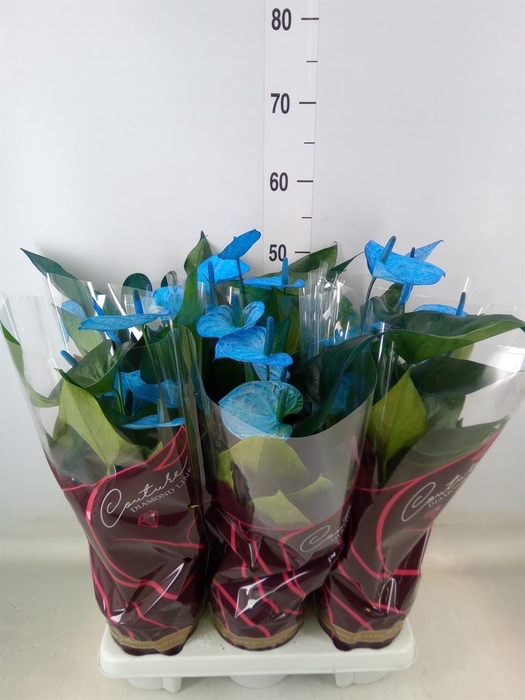 <h4>Anthurium andr. 'Cocos'</h4>