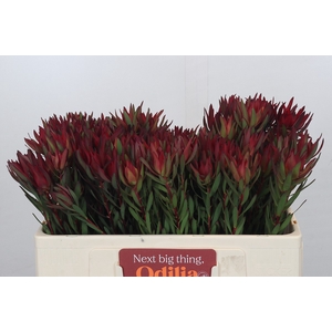 Leucadendron Blush