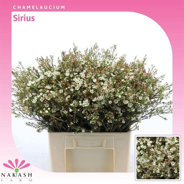 <h4>Chamelaucium Sirius</h4>