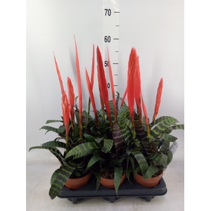 Vriesea  'Era'