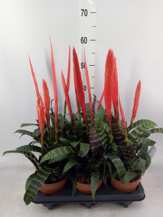 <h4>Vriesea  'Era'</h4>