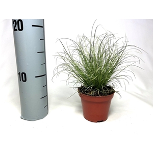 Carex Frosted Curls p8