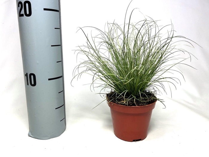 <h4>Carex Frosted Curls p8</h4>