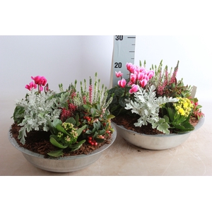 ARR TUINPLANTEN