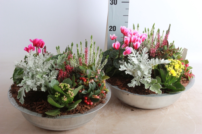 <h4>ARR TUINPLANTEN</h4>